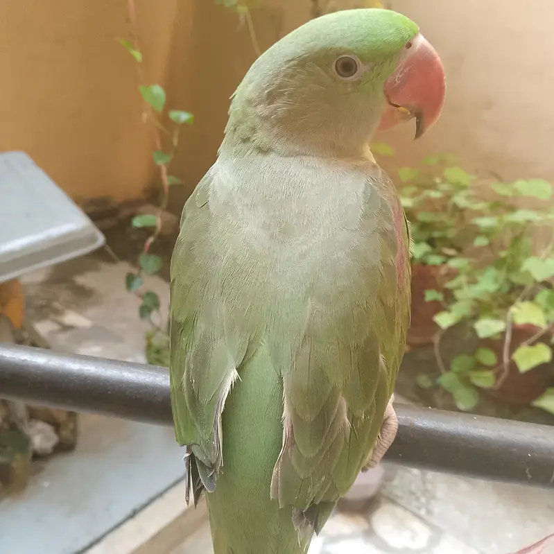 kashmiri raw parrot — photo 2