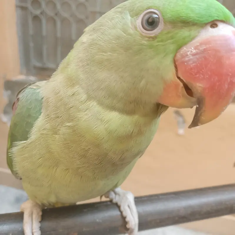 kashmiri raw parrot — photo 3