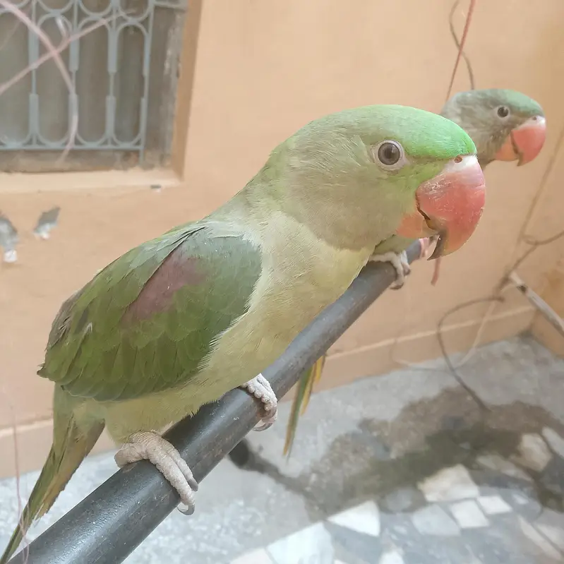 kashmiri raw parrot — photo 4