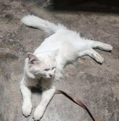 discipline cat