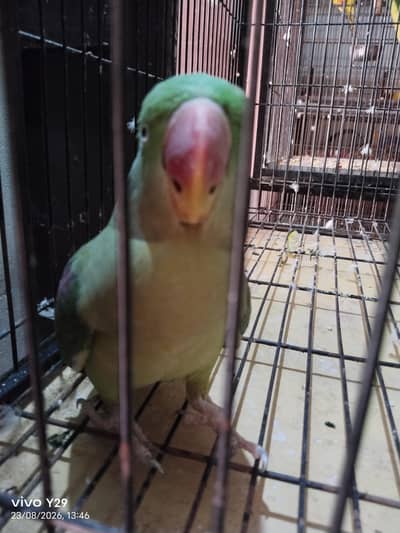 1 pair raw parrot pathy available (damage)