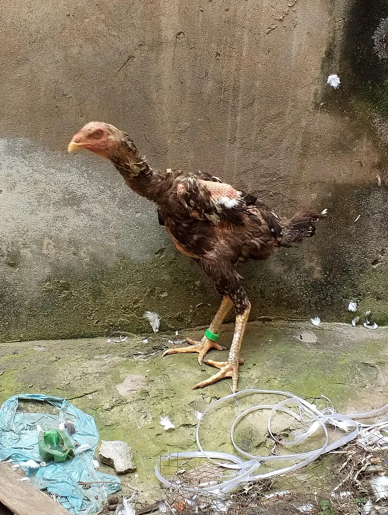 Thai pakoye maddi for sale — photo 4
