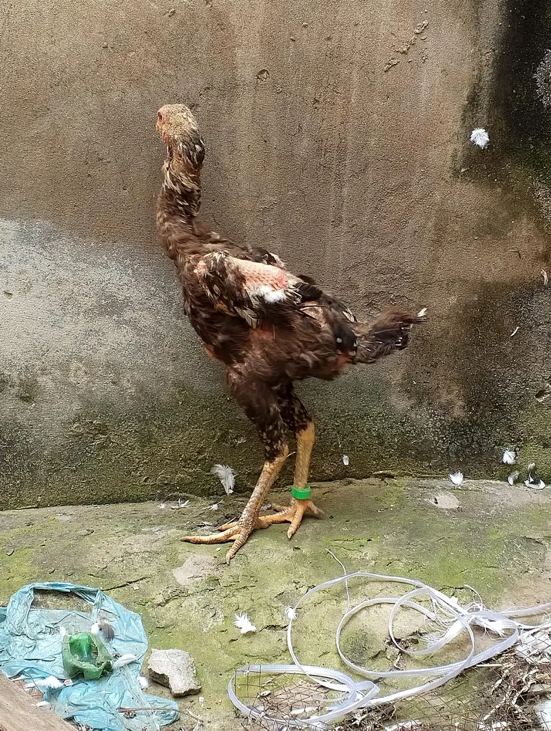 Thai pakoye maddi for sale — photo 5