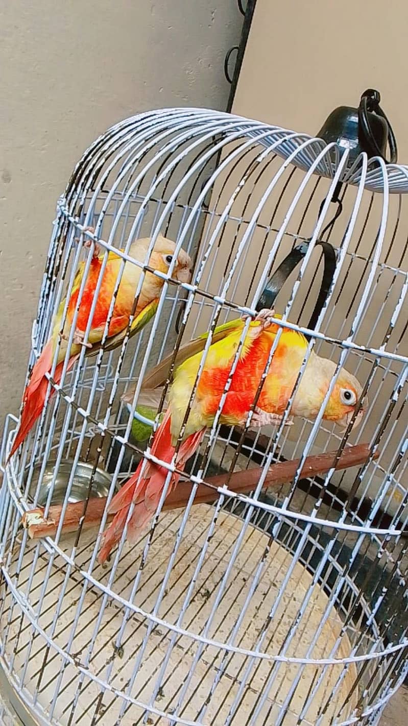 Pineapple conure 2
