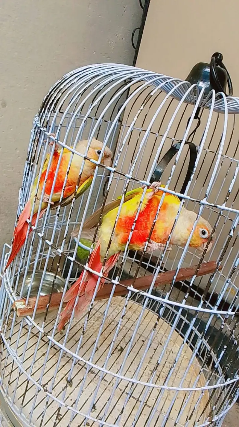 Pineapple conure — photo 3
