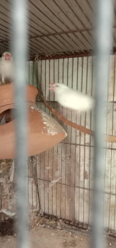Java birds