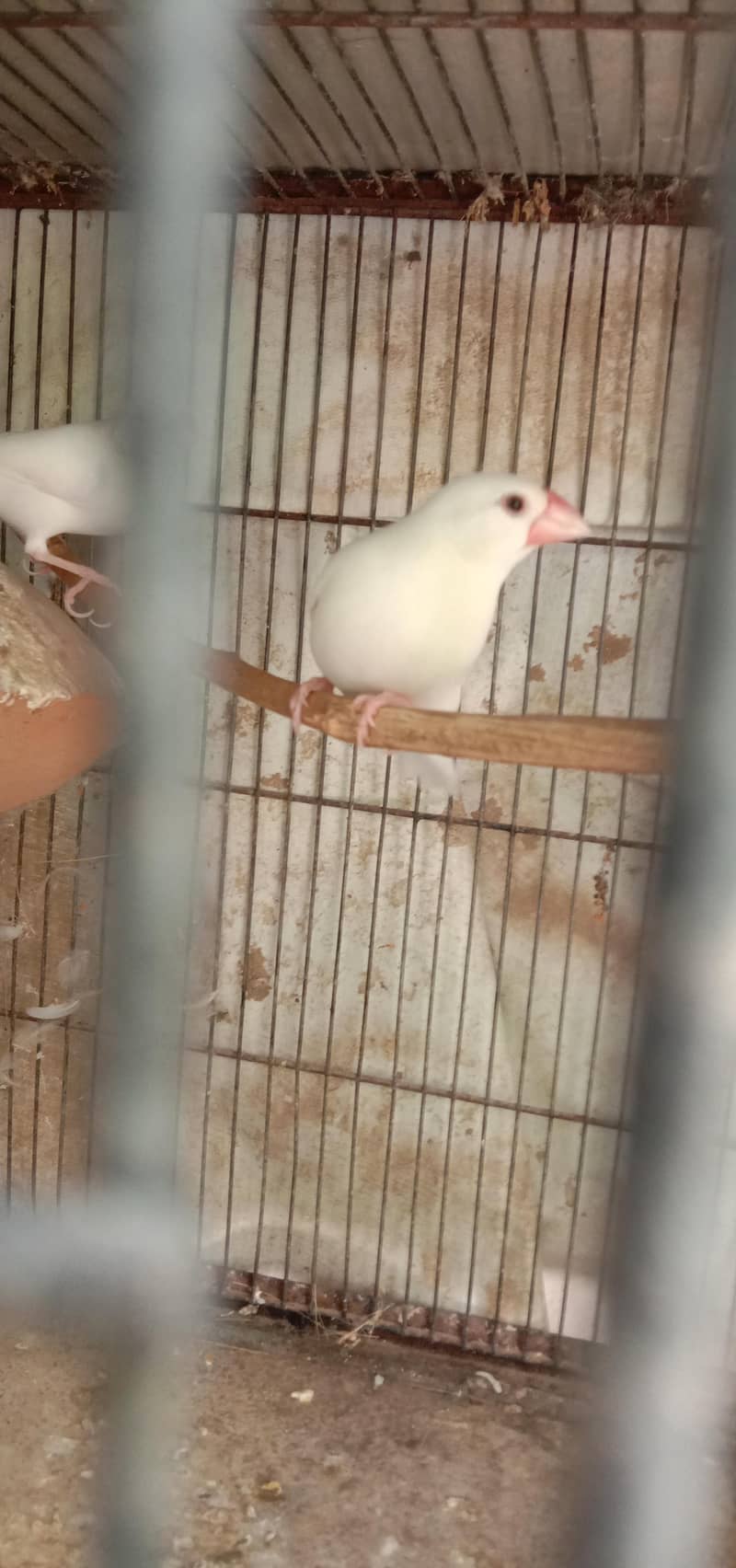 Java birds 1