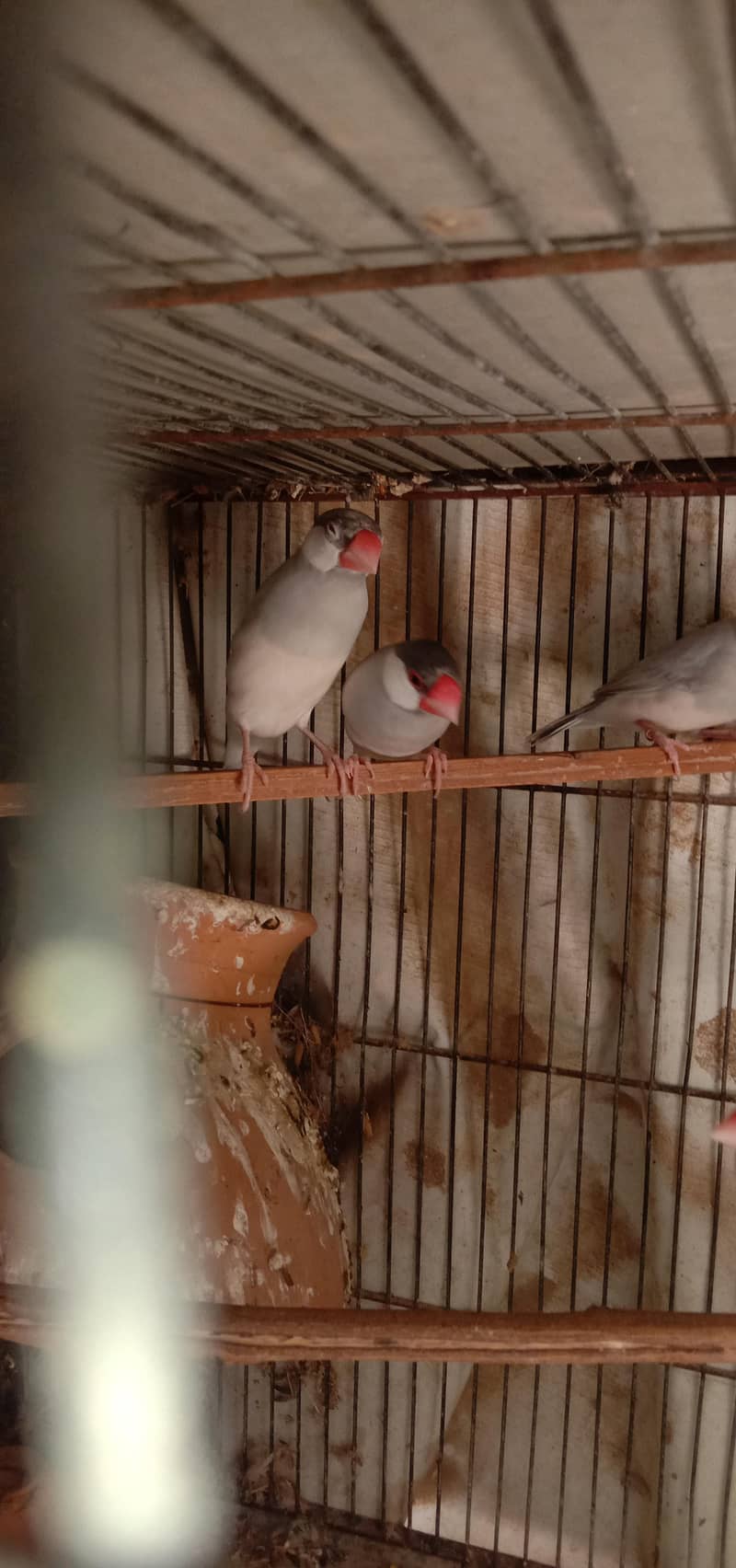 Java birds 2
