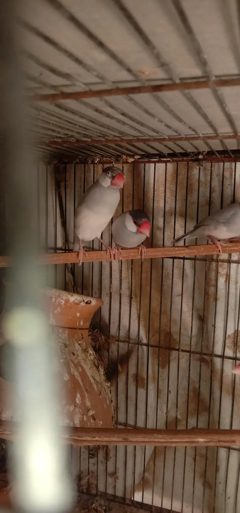 Java birds — photo 3