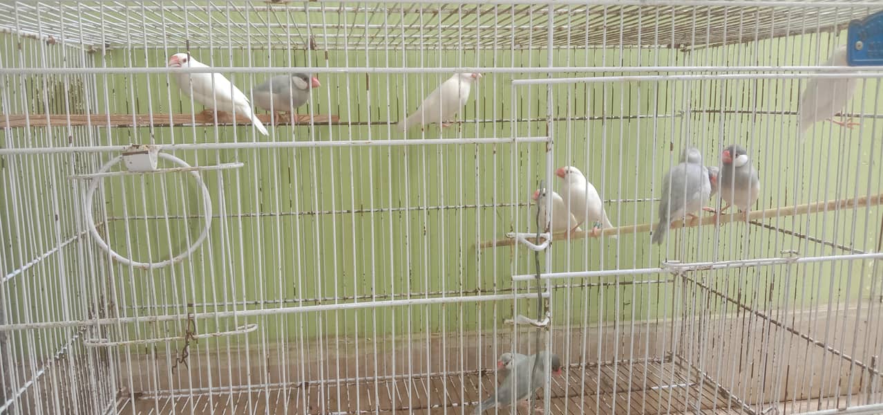 Java birds 3