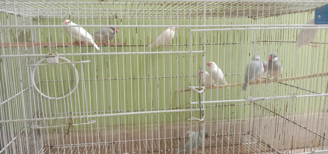 Java birds — photo 4