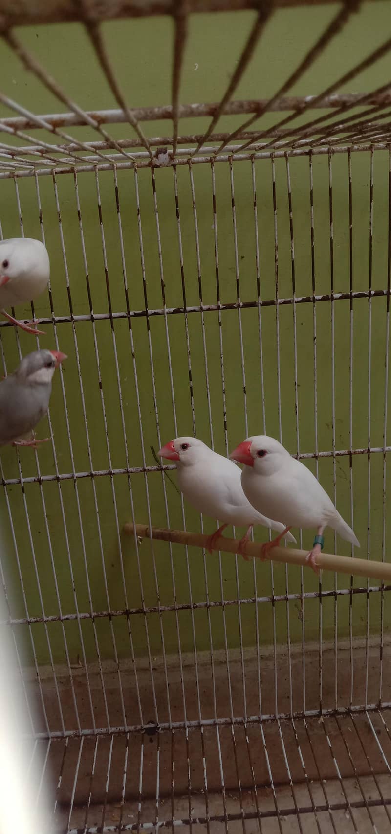 Java birds 4