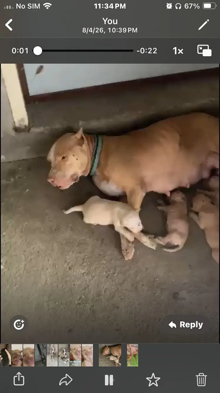 Pitbull female puppy read description — photo 6