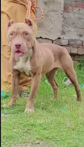 Pitbull female puppy read description — photo 2