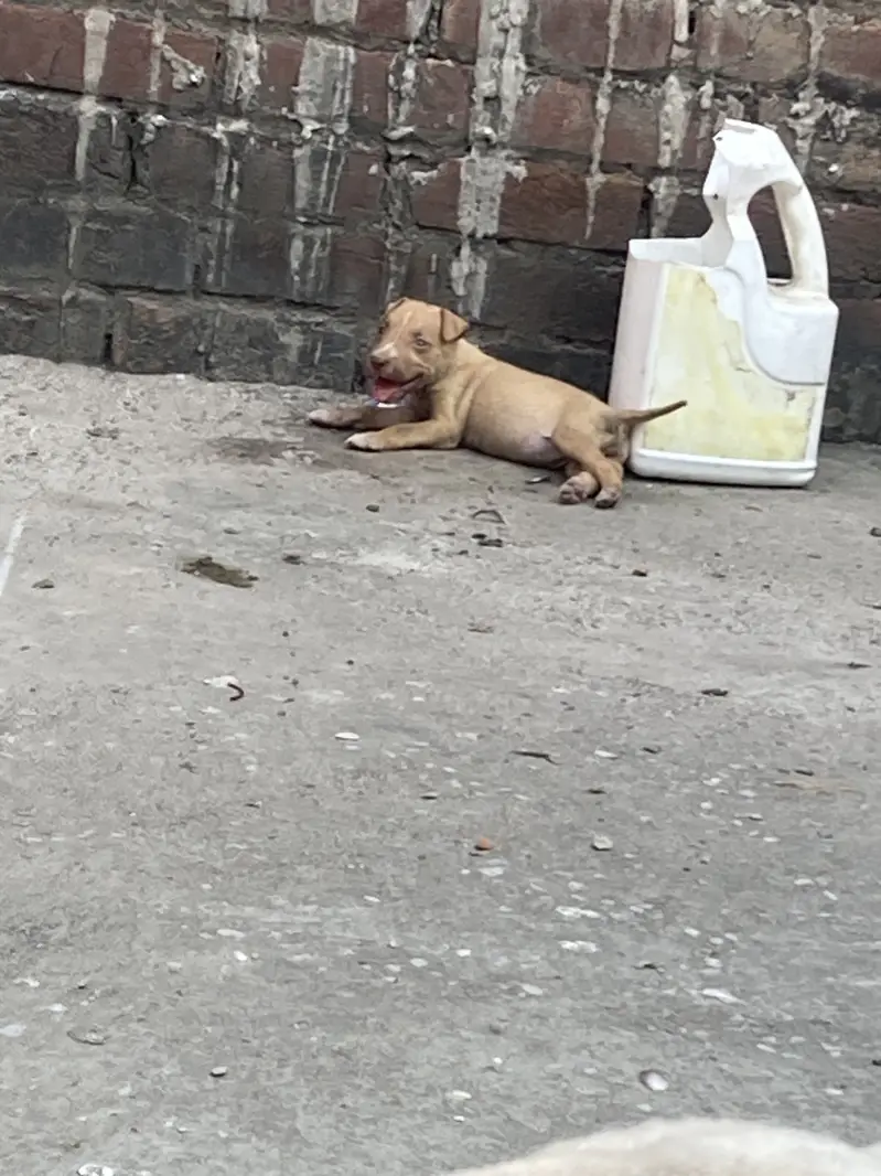 Pitbull female puppy read description — photo 4