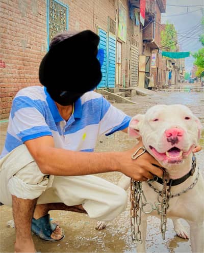 Pitbull female puppy read description