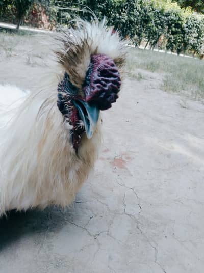 White Silkie Chicken Pair for Sale - Healthy & Active Breeder Setup