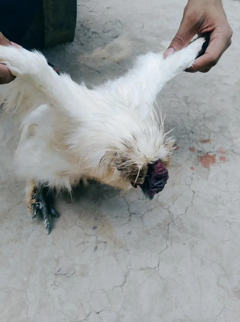 White Silkie Chicken Pair for Sale - Healthy & Active Breeder Setup — photo 3