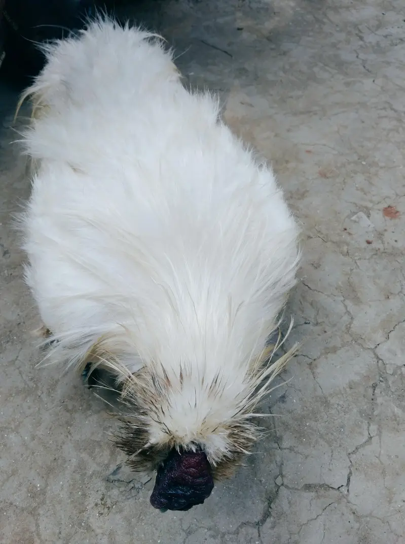 White Silkie Chicken Pair for Sale - Healthy & Active Breeder Setup — photo 4