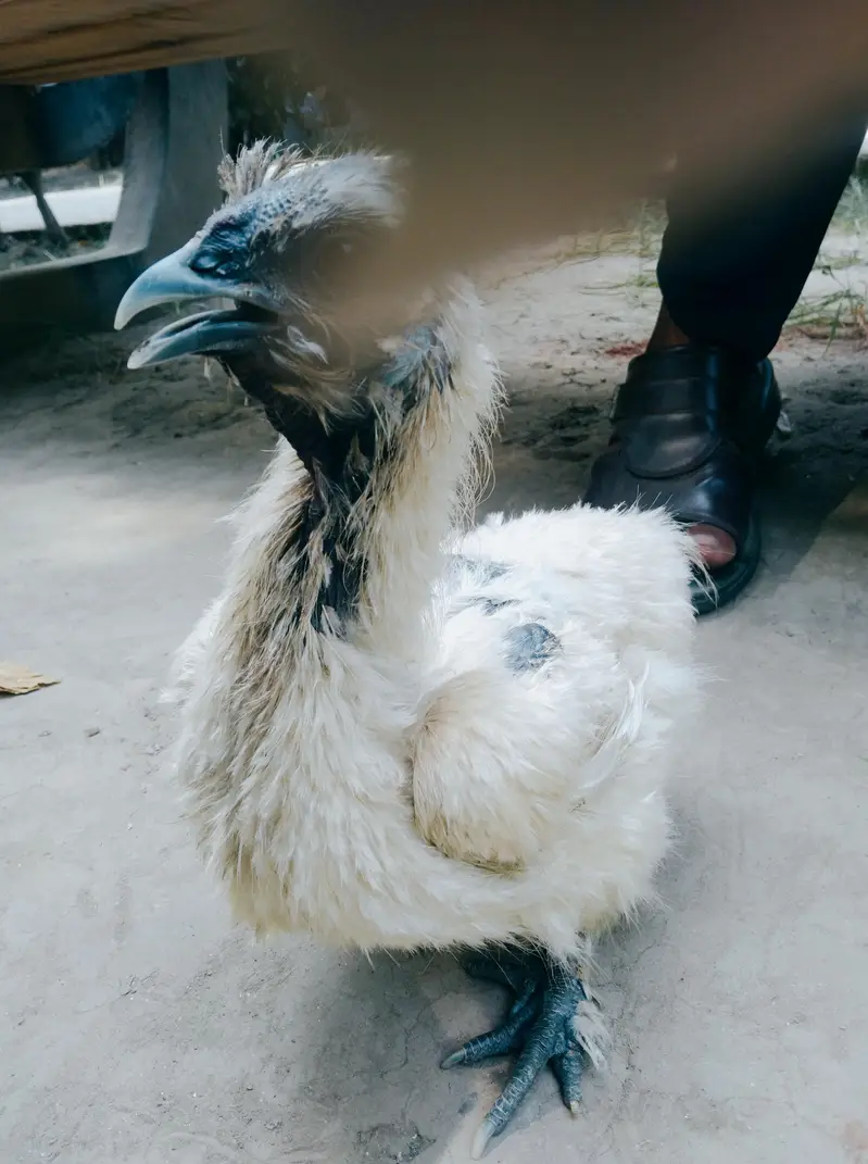 White Silkie Chicken Pair for Sale - Healthy & Active Breeder Setup — photo 6