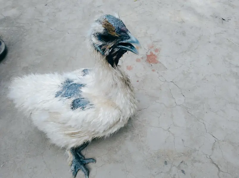 White Silkie Chicken Pair for Sale - Healthy & Active Breeder Setup — photo 7