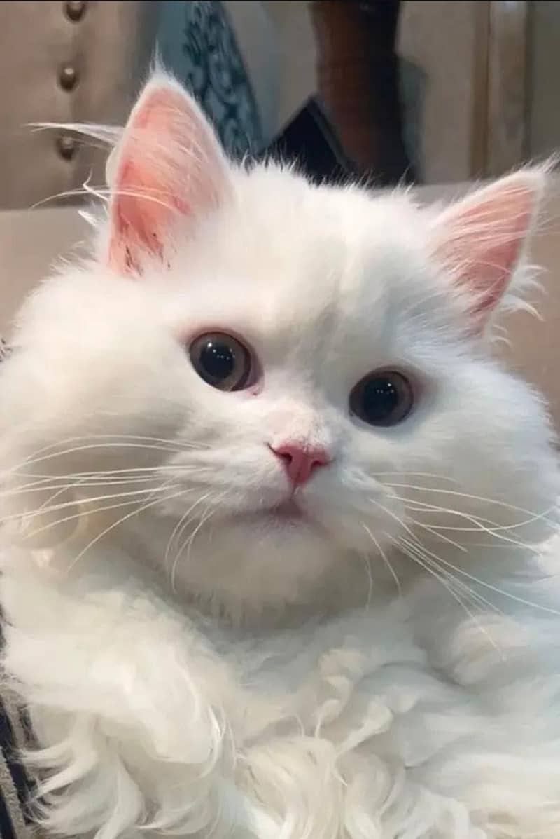 Persian cat 0