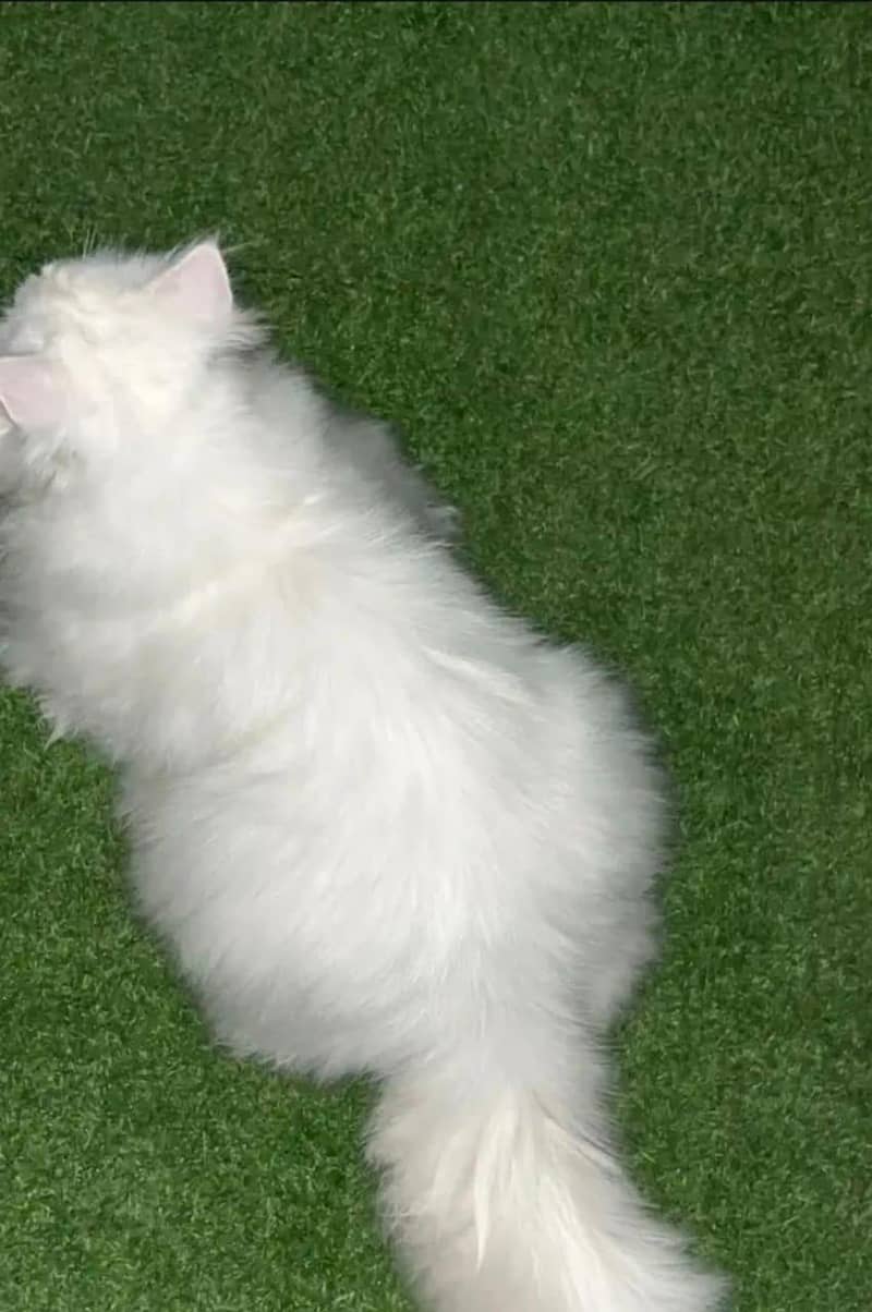 Persian cat 1