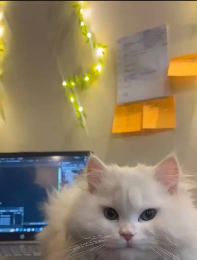 Persian cat 2