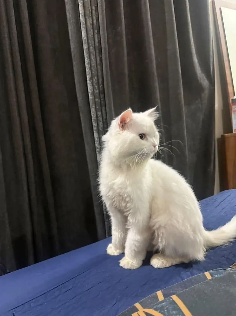 Persian cat — photo 4