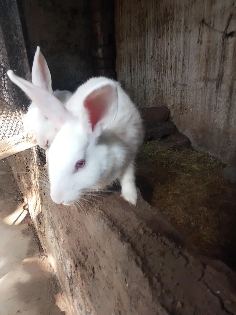 red eyes full white — photo 2