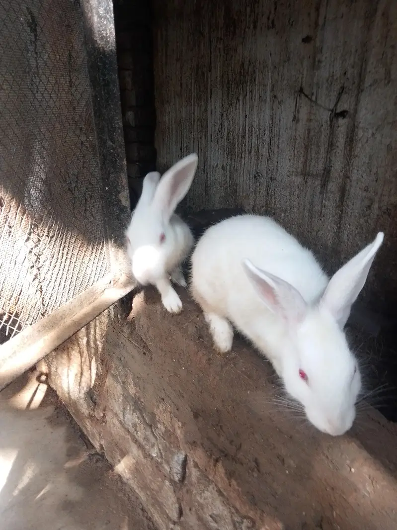 red eyes full white — photo 3