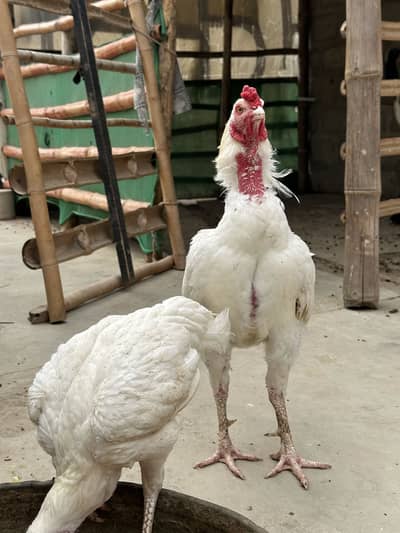 Heera aseel pair ,chicks and polish