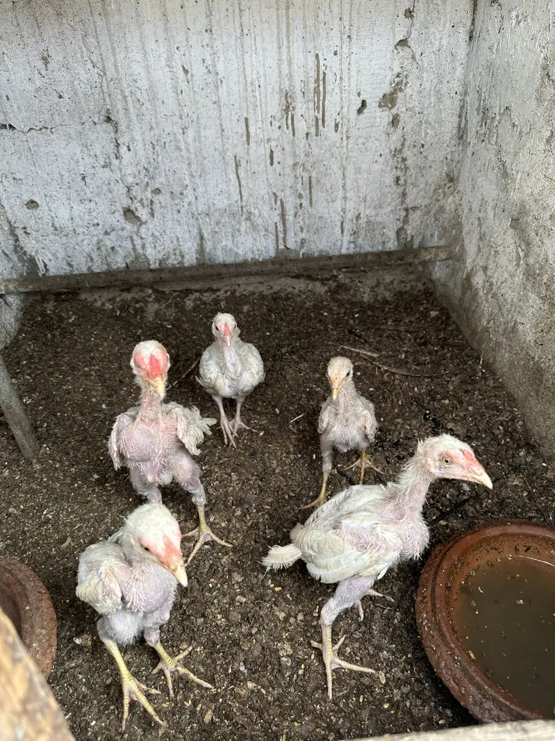 Heera aseel pair ,chicks and polish — photo 2