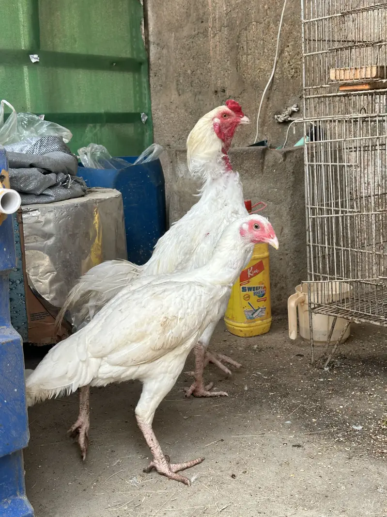 Heera aseel pair ,chicks and polish — photo 3