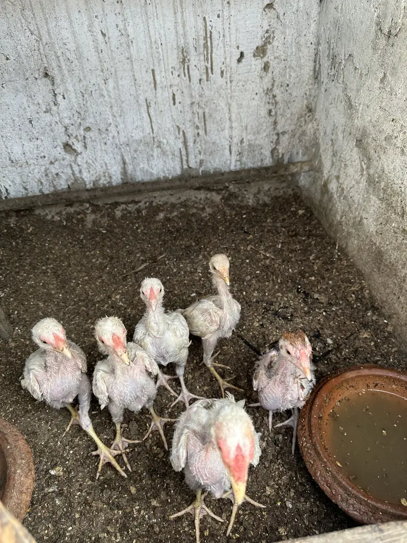 Heera aseel pair ,chicks and polish — photo 4