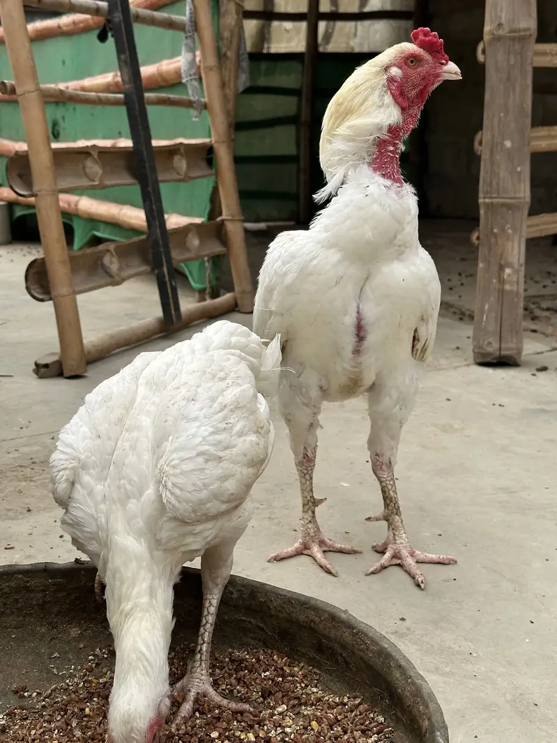 Heera aseel pair ,chicks and polish — photo 5