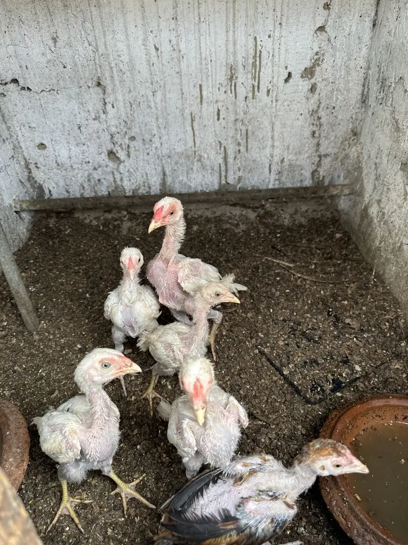 Heera aseel pair ,chicks and polish — photo 6