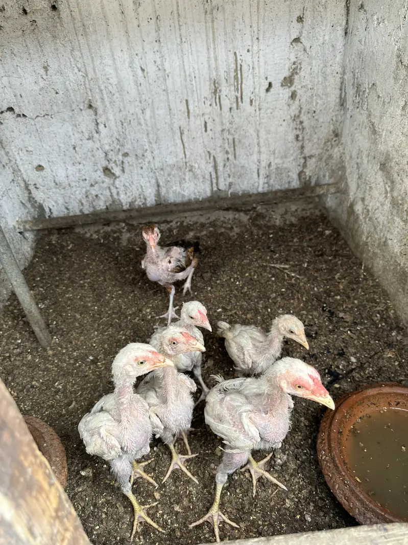Heera aseel pair ,chicks and polish — photo 7