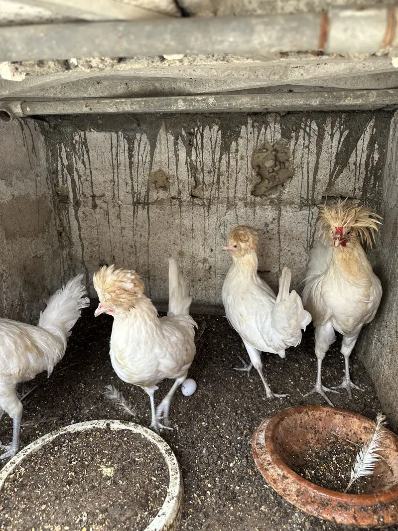 Heera aseel pair ,chicks and polish — photo 9