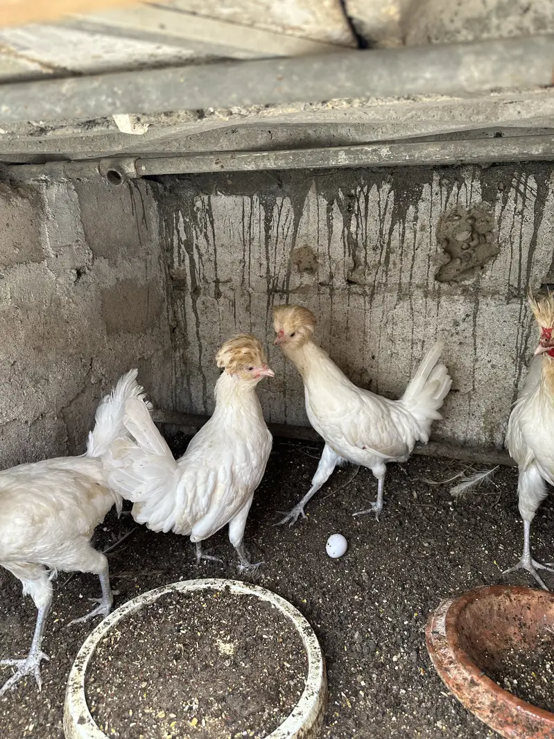 Heera aseel pair ,chicks and polish — photo 10