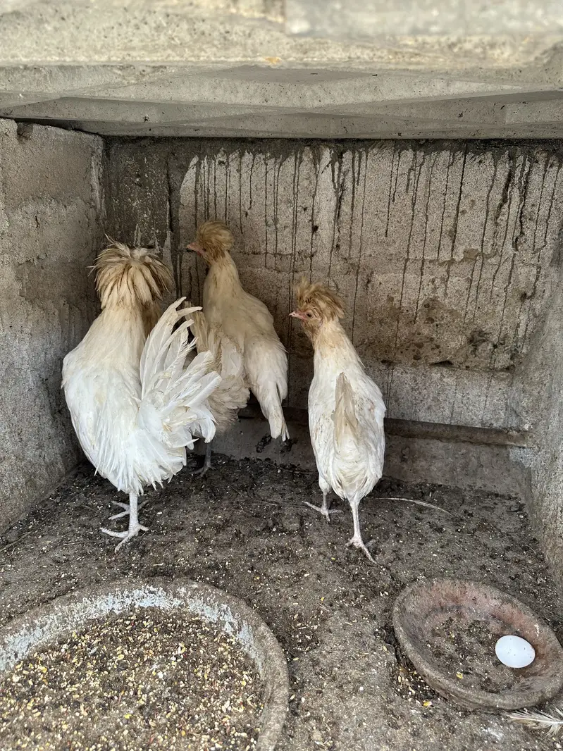 Heera aseel pair ,chicks and polish — photo 11