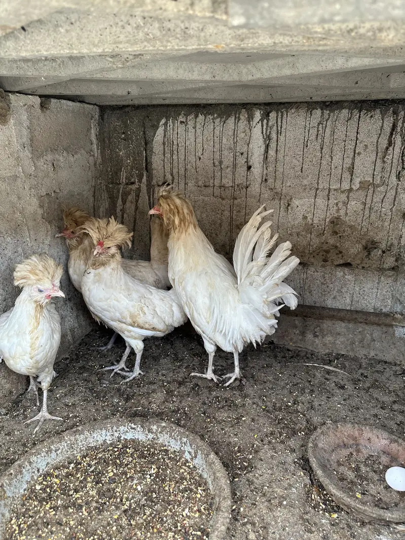 Heera aseel pair ,chicks and polish — photo 12