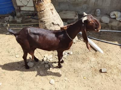 Kamori Bakri