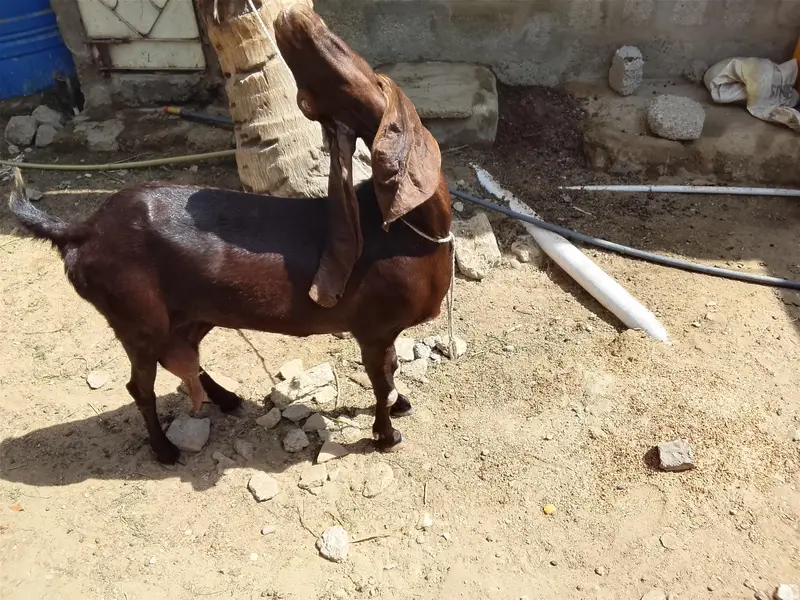 Kamori Bakri — photo 2