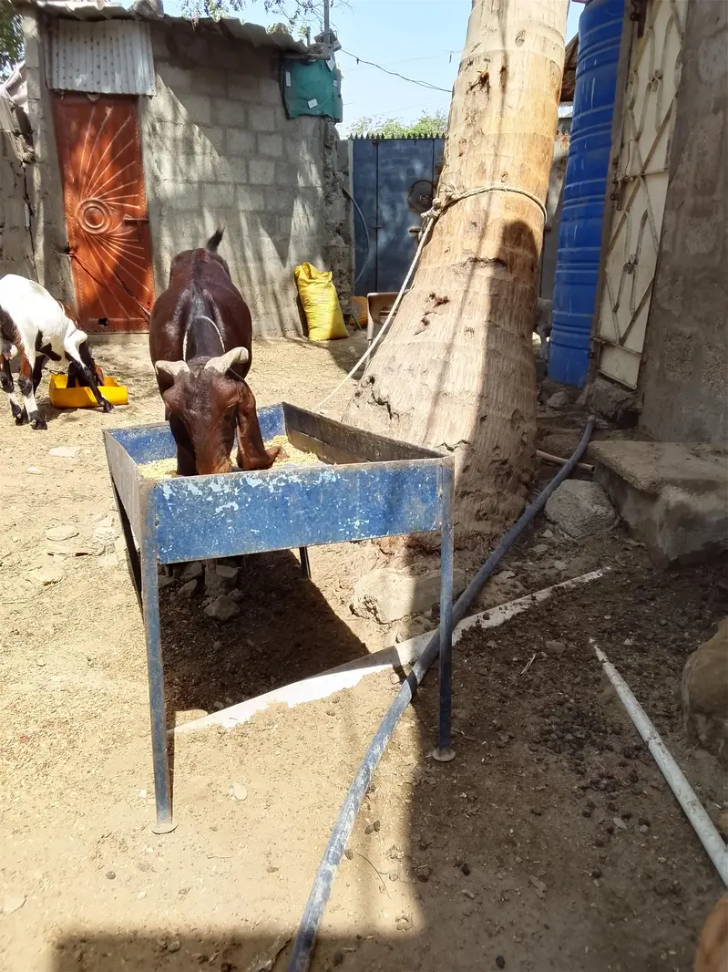 Kamori Bakri — photo 3