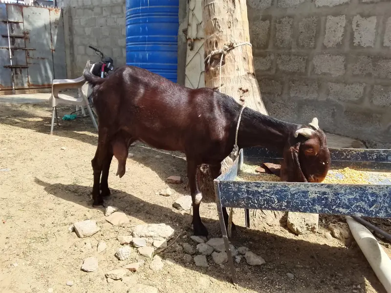 Kamori Bakri — photo 4