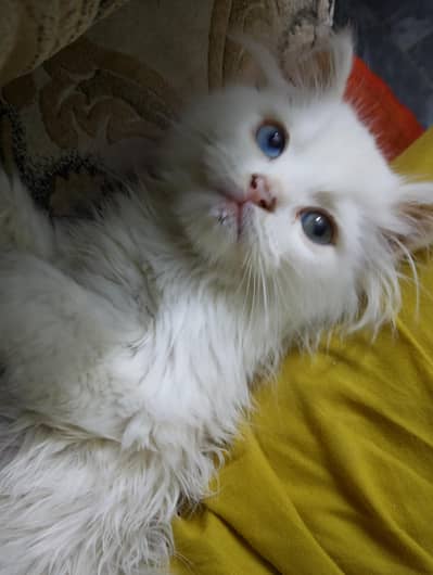persin cat male cat with beautiful  eyes