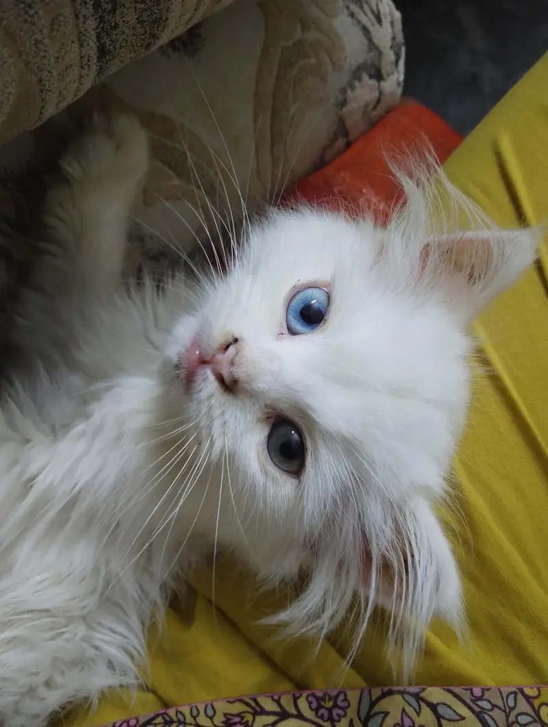 persin cat male cat with beautiful  eyes — photo 2