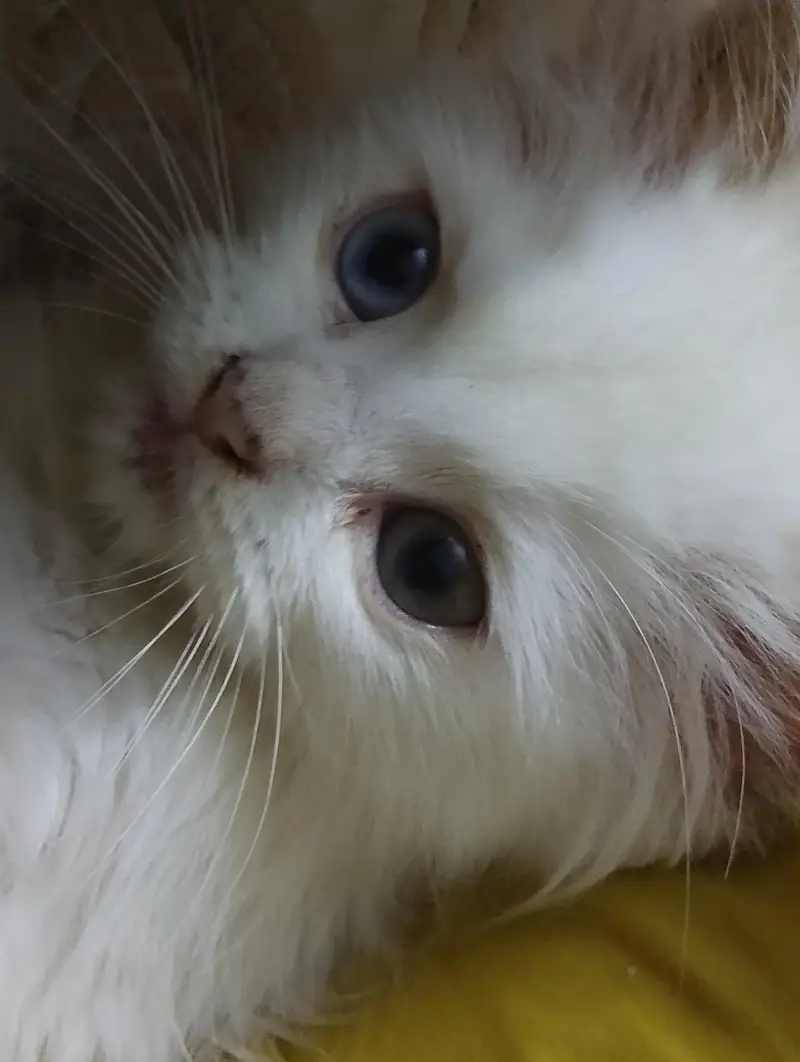 persin cat male cat with beautiful  eyes — photo 3