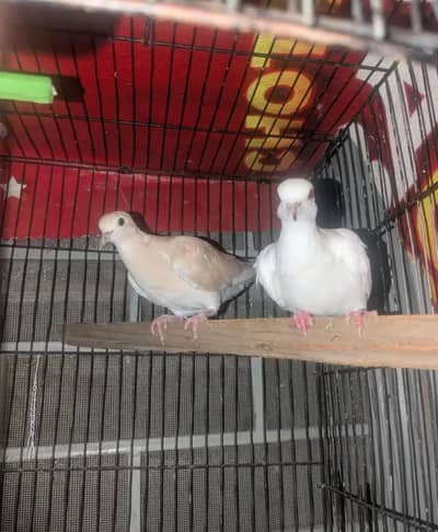 Doves